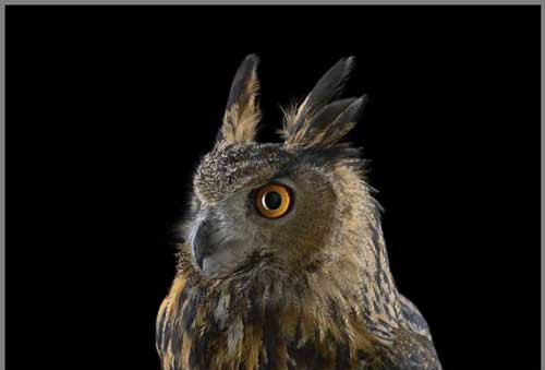 عکس های دیدنی آتیله ای زیبا از جغدها عکس های دیدنی آتیله ای زیبا از جغدها