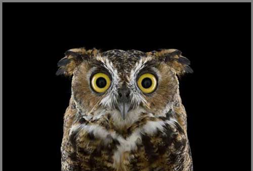 عکس های دیدنی آتیله ای زیبا از جغدها عکس های دیدنی آتیله ای زیبا از جغدها