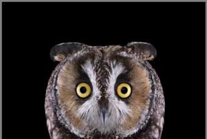 عکس های دیدنی آتیله ای زیبا از جغدها عکس های دیدنی آتیله ای زیبا از جغدها