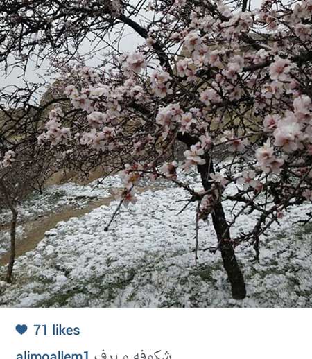 اخبار,اخبار فرهنگی , بازیگران ایرانی اخبار,اخبار فرهنگی , بازیگران ایرانی