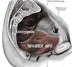 افزایش لذت جنسی با تقویت عضلات کف لگن افزایش لذت جنسی با تقویت عضلات کف لگن
