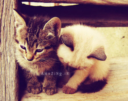 عکس عاشقانه 2015 , عکس های عاشقانه 2015 , عکس نوشته عاشقانه