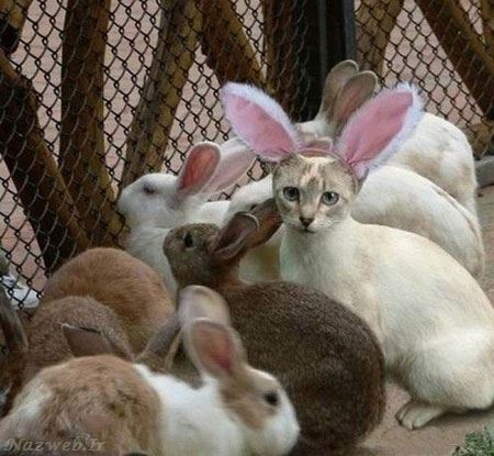 عکس نوشته های ظنز و خنده دار سری دهم عکس نوشته های ظنز و خنده دار سری دهم