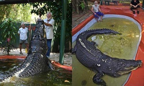 تصاویری از طویل ترین کروکودیل های جهان