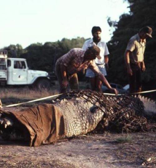 تصاویری از طویل ترین کروکودیل های جهان