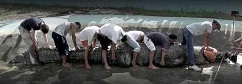 تصاویری از طویل ترین کروکودیل های جهان