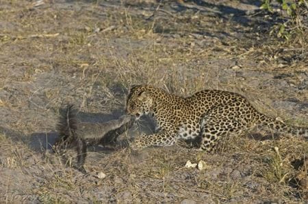 عکس های دیدنی از نبرد پلنگ با یک گورکن عکس های دیدنی از نبرد پلنگ با یک گورکن