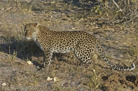 عکس های دیدنی از نبرد پلنگ با یک گورکن عکس های دیدنی از نبرد پلنگ با یک گورکن