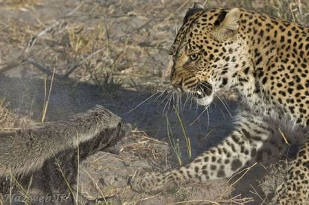 عکس های دیدنی از نبرد پلنگ با یک گورکن عکس های دیدنی از نبرد پلنگ با یک گورکن