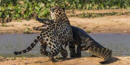 War-leopard-and-crocodiles-photos-1