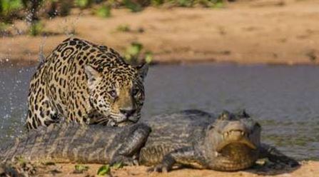 War-leopard-and-crocodiles-photos-7