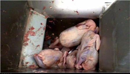 تصاویر چندش آور از محتویات سوسیس و کالباس ایرانی تصاویر چندش آور از محتویات سوسیس و کالباس ایرانی
