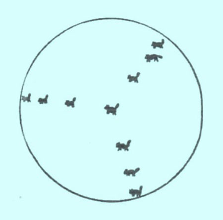 معمای گربه های جادو شده,معما و چیستان