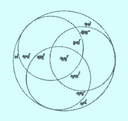 معمای گربه های جادو شده,معما و چیستان
