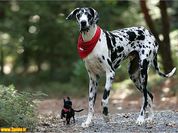 تصاویر و عکس های زیبا و دیدنی از حیوانات وحشی و اهلی 2015 جدید