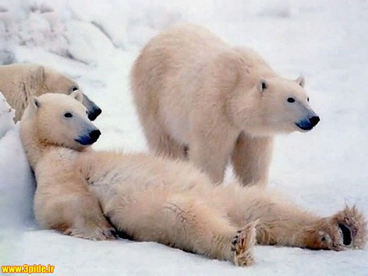 تصاویر و عکس های زیبا و دیدنی از حیوانات وحشی و اهلی 2015 جدید