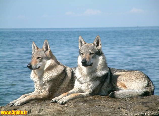 تصاویر و عکس های زیبا و دیدنی از حیوانات وحشی و اهلی 2015 جدیدتصاویر و عکس های زیبا و دیدنی از حیوانات وحشی و اهلی 2015 جدید