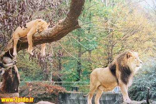 تصاویر و عکس های زیبا و دیدنی از حیوانات وحشی و اهلی 2015 جدید
