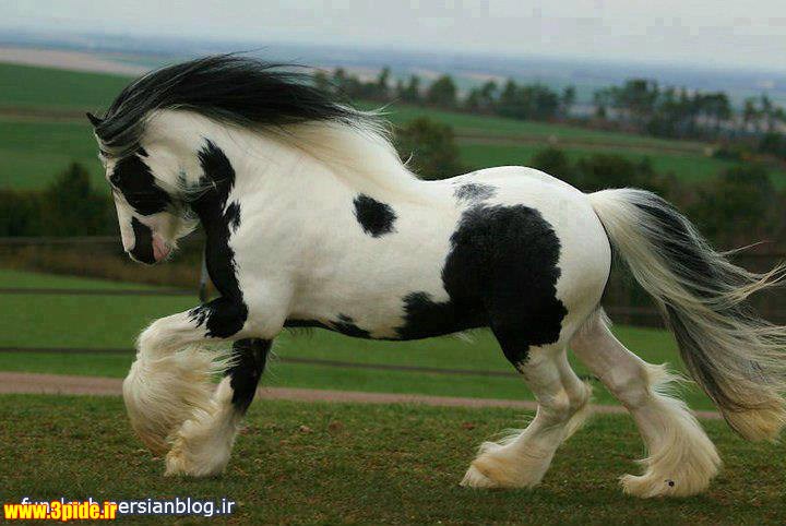 تصاویر و عکس های زیبا و دیدنی از حیوانات وحشی و اهلی 2015 جدید