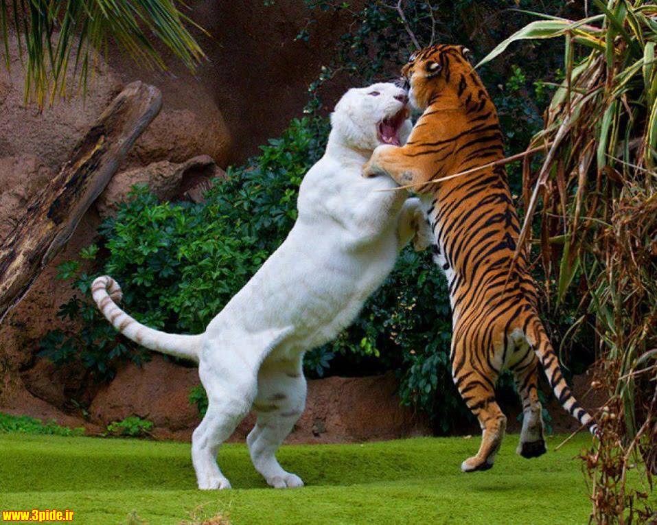 تصاویر و عکس های زیبا و دیدنی از حیوانات وحشی و اهلی 2015 جدید