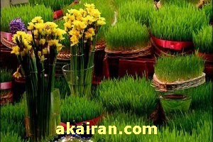آموزش سبز کردن سبزه عید، سبزه، سبزینه، درست کردن سبزه عید، تزیین سبزه ، نوروز 94 سفره آرایی و میوه آرایی,تزیین سبزه,سبزه نوروز