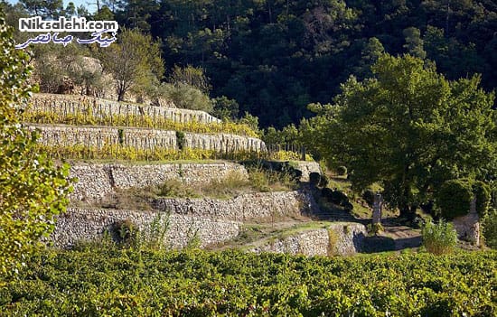 محل برگزاری مراسم ازدواج بردپیت و آنجلینا جولی