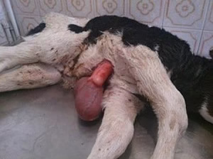 Strange-calf-born-with-heart-outside