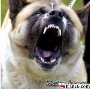 حمله سگ به انسان , سگ , حمله سگ , دریدن صورت