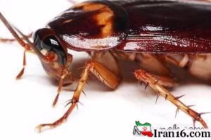 شیر سوسک , ارزش غذایی شیر سوسک , شیر سوسک در رژیم غذایی , شیر سوسک و ورزشکاران , سوسک , سوسک اقیانوس آرام , شیر سوسک مکمل غذایی جدید , شیر بوفالو , انرژی شیر سوسک , انرژی زیاد شیر سوسک