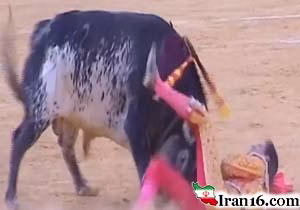 لحظه دلخراش فرو رفتن شاخ‌ گاو نر به سینه گاوباز حرفه‌ای! / فیلم