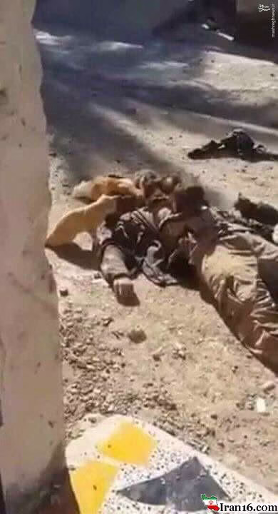 %d8%ac%d9%86%d8%a7%d8%b2%d9%87-%db%8c%da%a9-%d8%af%d8%a7%d8%b9%d8%b4%db%8c-%d8%ae%d9%88%d8%b1%d8%a7%da%a9-%da%af%d8%b1%d8%a8%d9%87%e2%80%8c%d9%87%d8%a7-%d8%b4%d8%af%d8%b9%da%a9%d8%b3