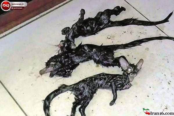 پیدا شدن موجودات عجیب و غریب در سرداب یک خانه همه را شوکه کرد! + عکس تعدادی موجود عجیب در یک خانه کشف شد که موجب شوکه شدن اهالی خانه شده است.