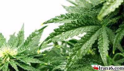 Mariana-plant-tighten-the-vagina