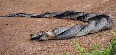 جفت گیری مار