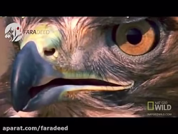 شکار مار توسط شاهین در بیابان های آریزونا