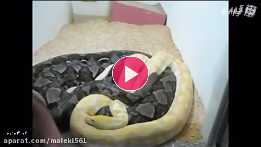 جفتگیری بزرگترین مار ایران