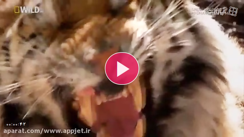 جفت گیری در گربه سانان