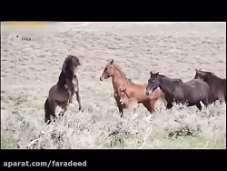 اسب های وحشی