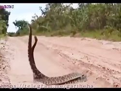 جفت گیری دو مار