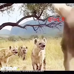 حیوانات درنده با حیوانات اهلی بغل هم