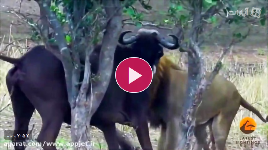 شکار حیوانات