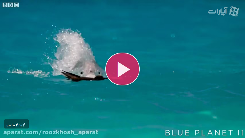 شکار پرنده در حال پرواز توسط ماهی