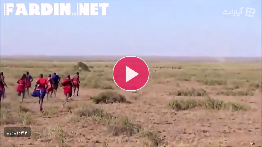 شیر نر وحشی