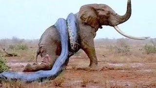 صحنه نادر شکار فیل توسط مار غول پیکر