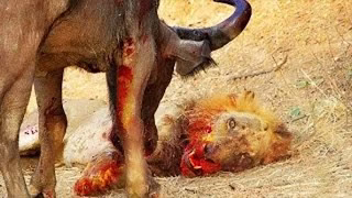 صحنه های عجیب و نادر در حیات وحش