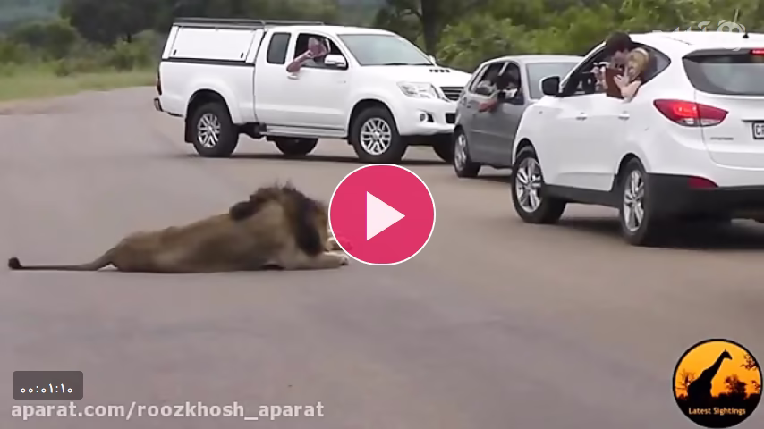 هرگز وسط جاده از یک شیر فیلم نگیرید