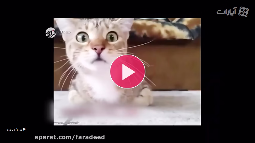 واکنشهای جالب یک گربه حین تماشای فیلمی ترسناک