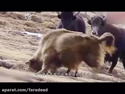 ویدئو باورنکردنی از نجات گوساله گاومیشی که توسط پلنگ برفی شکار شده بود.