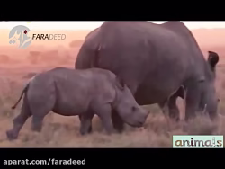 مرگ دردآور کرگدن بر اثر گزش مار سمی