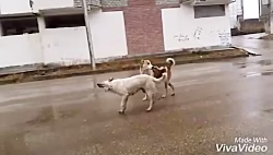 جفت گیری ,جفت گیری سگها ,جفت گیری حیوانات ,جف گیری سگها, جوفت گیری حیوان ها ,درگیری سگ ها ,جنگ سگ ها